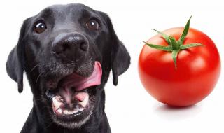 狗狗不能吃的四种蔬菜 狗能吃小番茄吗